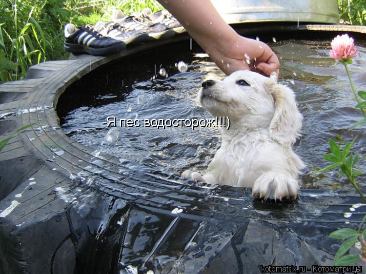 Котоматрица: -Я пес:водосторож!!!)