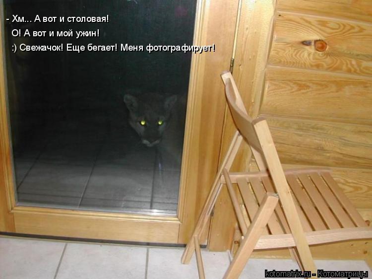 - Хм... А вот и столовая! О! А вот и мой ужин! :) Свежачок! Еще бегает! Меня фотографирует!... Котоматрица: - Хм... А вот и столовая! О! А вот и мой ужин! :) Свежачок! Еще бегает! Меня фотографирует!
