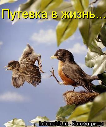 Котоматрица: Путевка в жизнь...