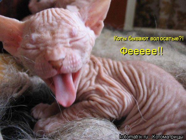 Коты бывают волосатые?! Феееее!!... Котоматрица: Коты бывают волосатые?! Феееее!!