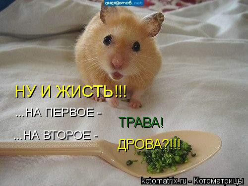 ...НА ПЕРВОЕ - ТРАВА! ...НА ВТОРОЕ - ДРОВА?!!! НУ И ЖИСТЬ!!!... Котоматрица: ...НА ПЕРВОЕ - ТРАВА! ...НА ВТОРОЕ - ДРОВА?!!! НУ И ЖИСТЬ!!!