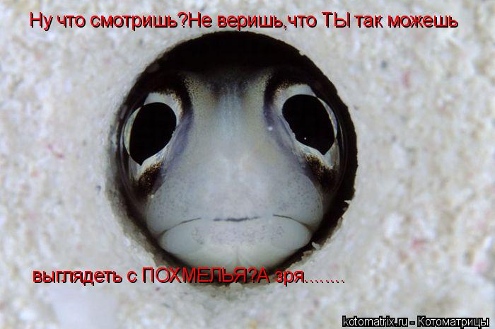 Ну что смотришь?Не веришь,что ТЫ так можешь  выглядеть с ПОХМЕЛЬЯ?А зря........