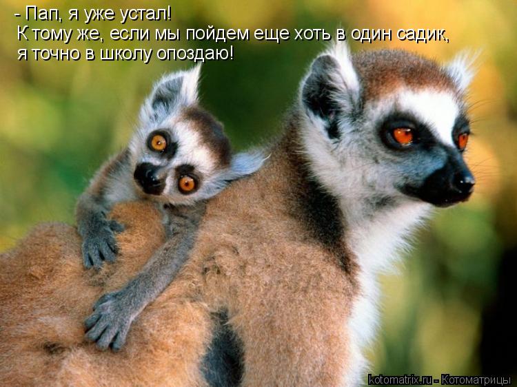 - Пап, я уже устал! К тому же, если мы пойдем еще хоть в один садик, я точно в школу опоздаю!... Котоматрица: - Пап, я уже устал! К тому же, если мы пойдем еще хоть в один садик, я точно в школу опоздаю!