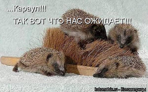 ...Караул!!! ТАК ВОТ ЧТО НАС ОЖИДАЕТ!!!... Котоматрица: ...Караул!!! ТАК ВОТ ЧТО НАС ОЖИДАЕТ!!!