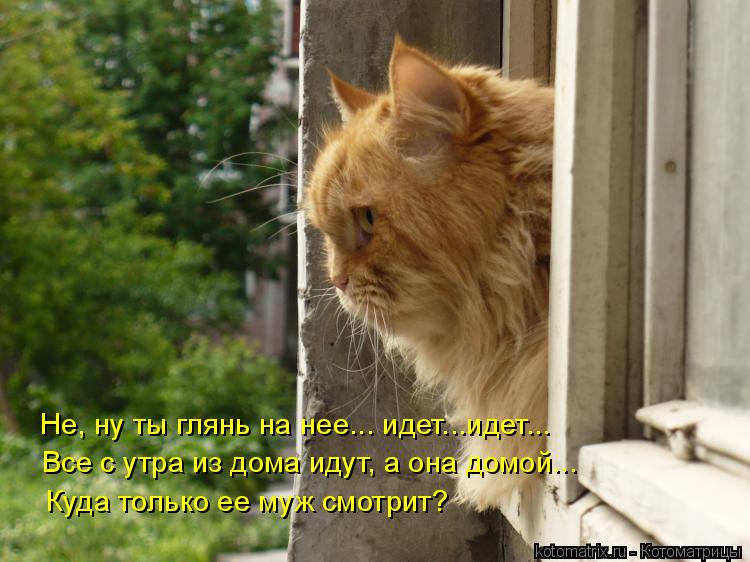 Не, ну ты глянь на нее... идет...идет... Все с утра из дома идут, а она домой... Куда только ее муж с... Котоматрица: Не, ну ты глянь на нее... идет...идет... Все с утра из дома идут, а она домой... Куда только ее муж смотрит?