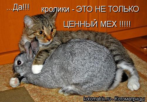 ...Да!!! кролики - ЭТО НЕ ТОЛЬКО ЦЕННЫЙ МЕХ !!!!!... Котоматрица: ...Да!!! кролики - ЭТО НЕ ТОЛЬКО ЦЕННЫЙ МЕХ !!!!!