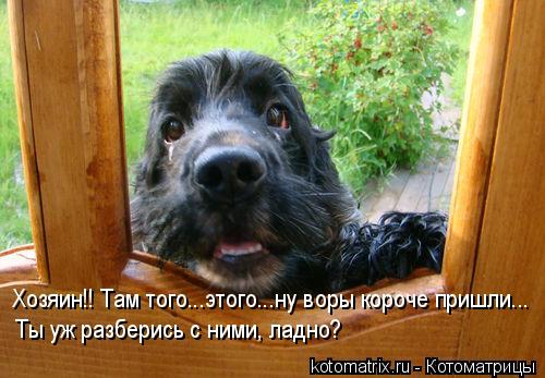 Хозяин!! Там того...этого...ну воры короче пришли... Ты уж разберись с ними, ладно?... Котоматрица: Хозяин!! Там того...этого...ну воры короче пришли... Ты уж разберись с ними, ладно?