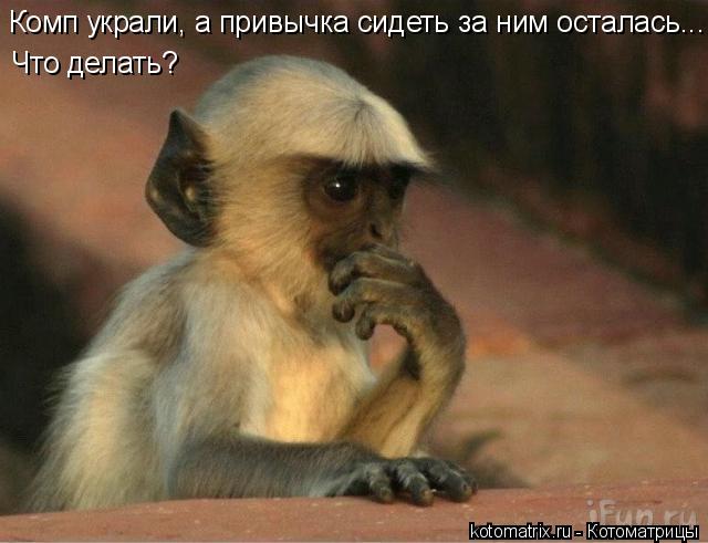 Комп украли, а привычка сидеть за ним осталась... Что делать?... Котоматрица: Комп украли, а привычка сидеть за ним осталась... Что делать?