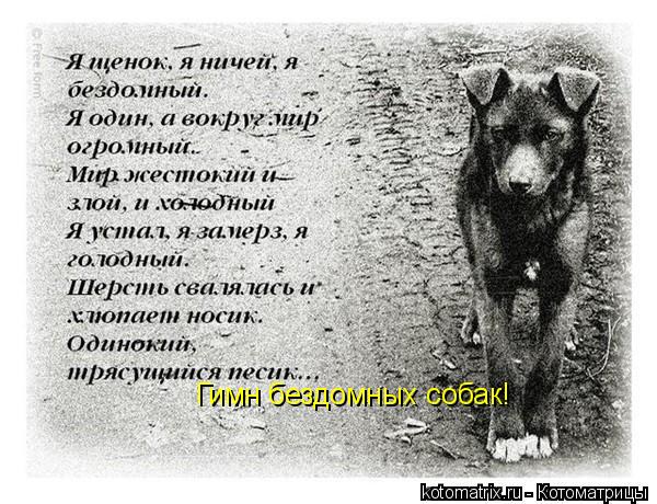 Гимн бездомных собак!... Котоматрица: Гимн бездомных собак!