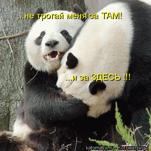 ...и за ЗДЕСЬ !!! ...не трогай меня за ТАМ!... Котоматрица: ...и за ЗДЕСЬ !!! ...не трогай меня за ТАМ!