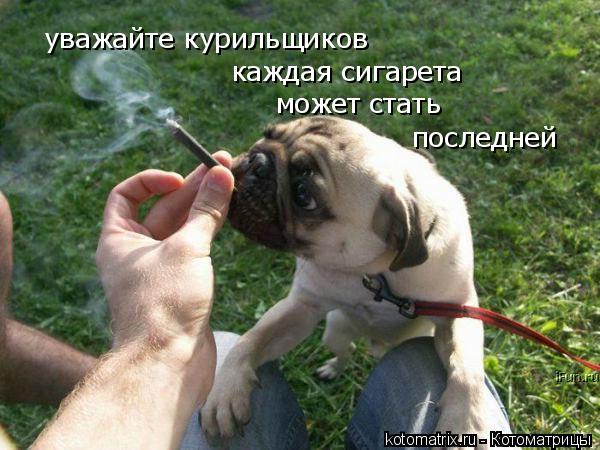 Котоматрица: уважайте курильщиков каждая сигарета может стать  последней