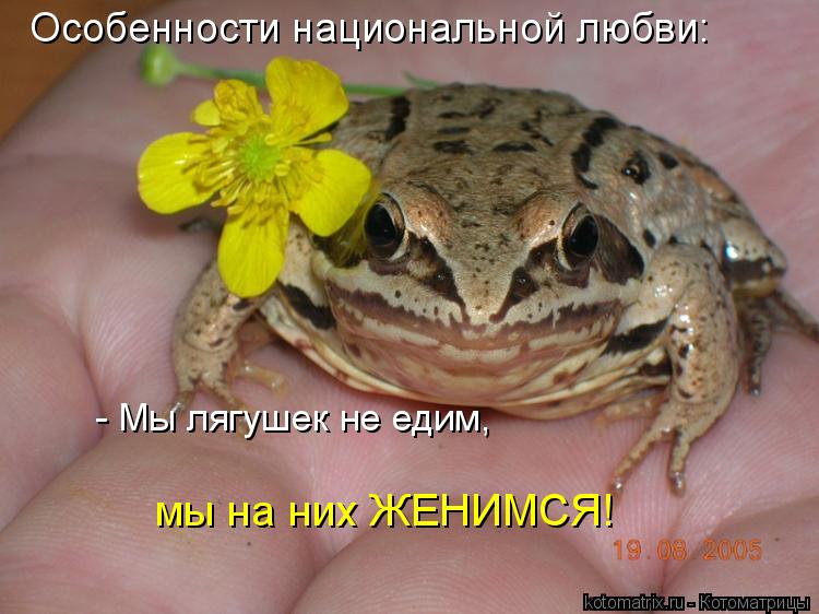 Котоматрица: Особенности национальной любви: - Мы лягушек не едим, мы на них ЖЕНИМСЯ!