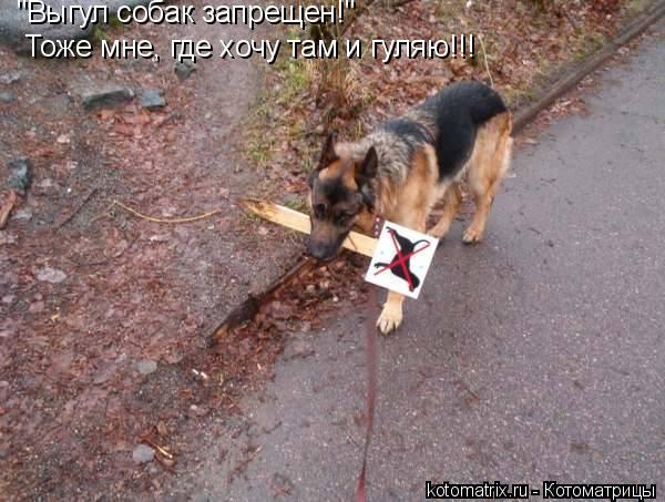 "Выгул собак запрещен!" Тоже мне, где хочу там и гуляю!!!... Котоматрица: "Выгул собак запрещен!" Тоже мне, где хочу там и гуляю!!!