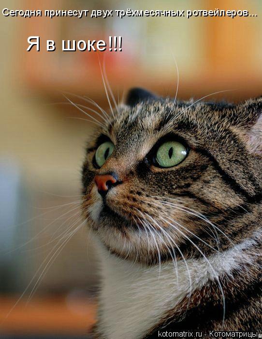 Сегодня принесут двух трёхмесячных ротвейлеров... Я в шоке!!!... Котоматрица: Сегодня принесут двух трёхмесячных ротвейлеров... Я в шоке!!!
