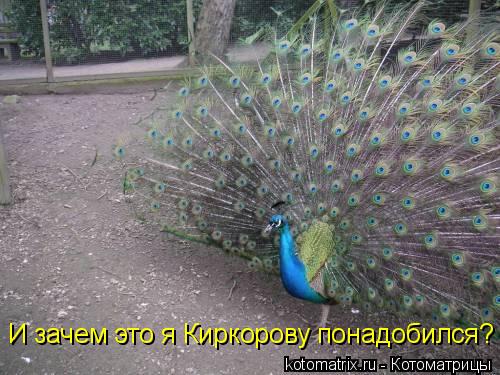И зачем это я Киркорову понадобился?... Котоматрица: И зачем это я Киркорову понадобился?