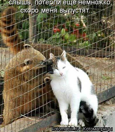 Котоматрица: слышь, потерпи еще немножко,  скоро меня выпустят...