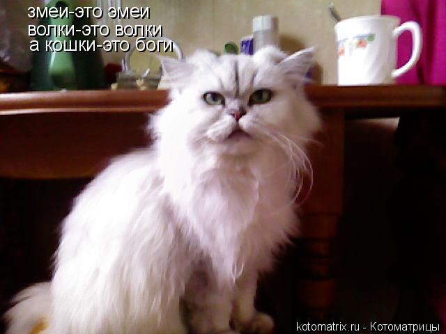 змеи-это эмеи волки-это волки а кошки-это боги... Котоматрица: змеи-это эмеи волки-это волки а кошки-это боги