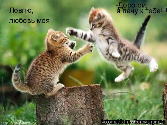 -Дорогой, я лечу к тебе!!! -Ловлю, любовь моя!... Котоматрица: -Дорогой, я лечу к тебе!!! -Ловлю, любовь моя!