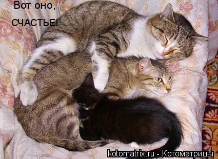 Котоматрица: СЧАСТЬЕ! Вот оно,