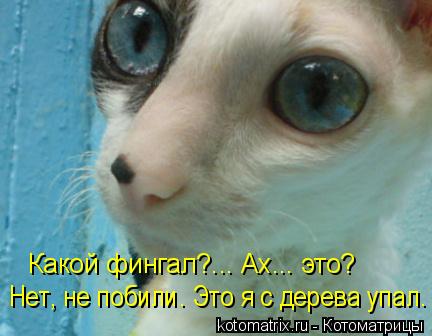 Какой фингал?... Ах... это? Нет, не побили. Это я с дерева упал.... Котоматрица: Какой фингал?... Ах... это? Нет, не побили. Это я с дерева упал.