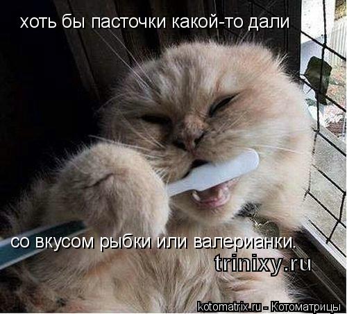 хоть бы пасточки какой-то дали со вкусом рыбки или валерианки.... Котоматрица: хоть бы пасточки какой-то дали со вкусом рыбки или валерианки.