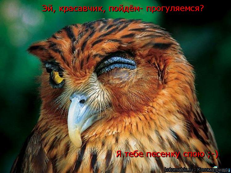 Эй, красавчик, пойдём- прогуляемся? Я тебе песенку спою ;-)... Котоматрица: Эй, красавчик, пойдём- прогуляемся? Я тебе песенку спою ;-)