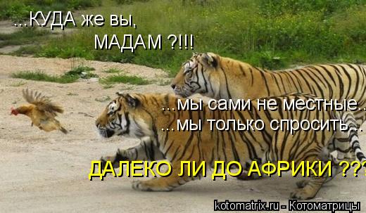 ...КУДА же вы, МАДАМ ?!!! ...мы сами не местные... ...мы только спросить... ДАЛЕКО ЛИ ДО АФРИКИ ???... Котоматрица: ...КУДА же вы, МАДАМ ?!!! ...мы сами не местные... ...мы только спросить... ДАЛЕКО ЛИ ДО АФРИКИ ???