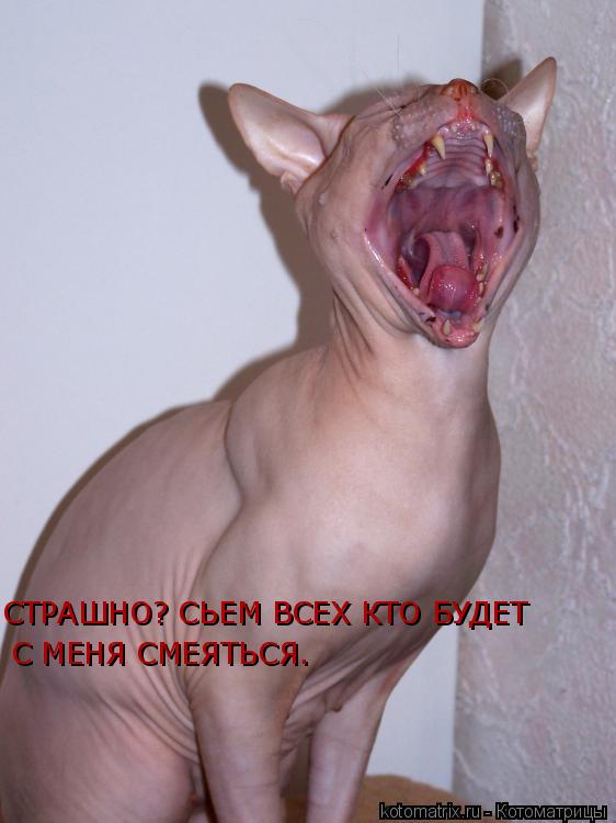 СТРАШНО? СЬЕМ ВСЕХ КТО БУДЕТ С МЕНЯ СМЕЯТЬСЯ.... Котоматрица: СТРАШНО? СЬЕМ ВСЕХ КТО БУДЕТ С МЕНЯ СМЕЯТЬСЯ.