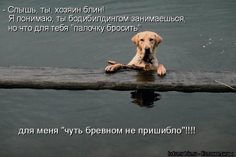- Слышь, ты, хозяин блин! Я понимаю, ты бодибилдингом занимаешься, но что для тебя "палочку бросить" ... Котоматрица: - Слышь, ты, хозяин блин! Я понимаю, ты бодибилдингом занимаешься, но что для тебя "палочку бросить" для меня "чуть бревном не пришибло"!!!!