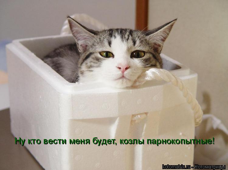 Ну кто вести меня будет, козлы парнокопытные!... Котоматрица: Ну кто вести меня будет, козлы парнокопытные!