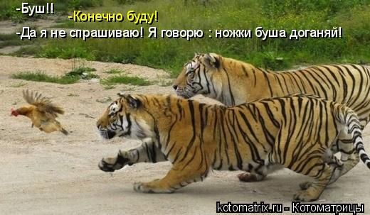 -Буш!! -Конечно буду! -Да я не спрашиваю! Я говорю : ножки буша доганяй!... Котоматрица: -Буш!! -Конечно буду! -Да я не спрашиваю! Я говорю : ножки буша доганяй!