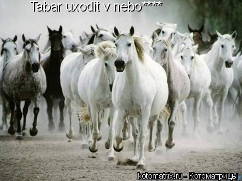 Котоматрица: Tabar uxodit v nebo****