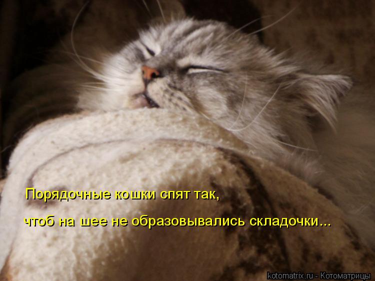 Котоматрица: Порядочные кошки спят так, чтоб на шее не образовывались складочки...
