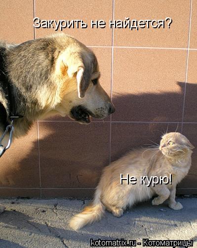 Закурить не найдется? Не курю!... Котоматрица: Закурить не найдется? Не курю!