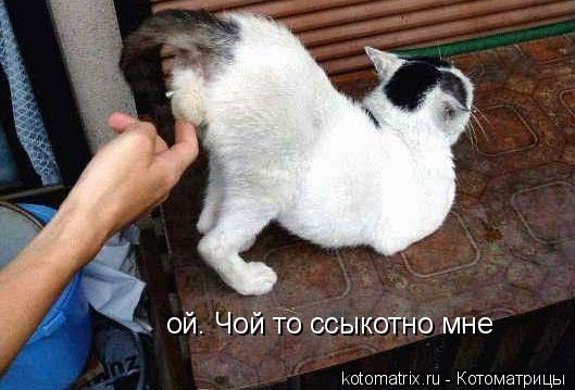 ой. Чой то ссыкотно мне... Котоматрица: ой. Чой то ссыкотно мне