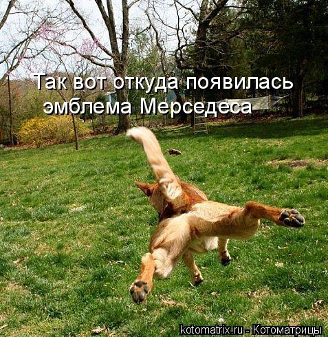 Так вот откуда появилась эмблема Мерседеса... Котоматрица: Так вот откуда появилась эмблема Мерседеса