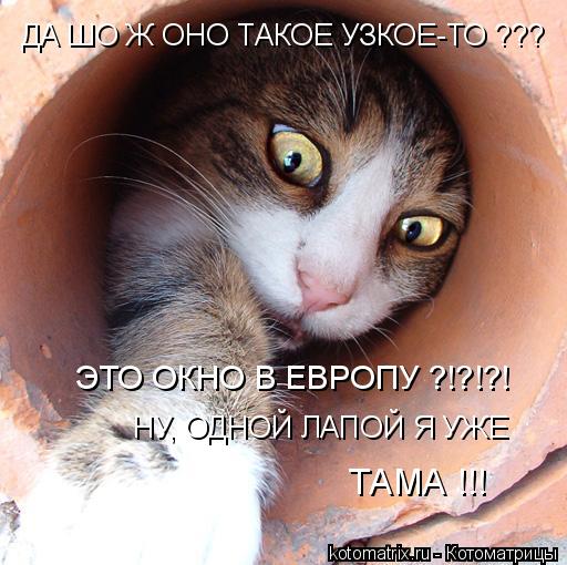ДА ШО Ж ОНО ТАКОЕ УЗКОЕ-ТО ??? ЭТО ОКНО В ЕВРОПУ ?!?!?! НУ, ОДНОЙ ЛАПОЙ Я УЖЕ ТАМА !!!... Котоматрица: ДА ШО Ж ОНО ТАКОЕ УЗКОЕ-ТО ??? ЭТО ОКНО В ЕВРОПУ ?!?!?! НУ, ОДНОЙ ЛАПОЙ Я УЖЕ ТАМА !!!