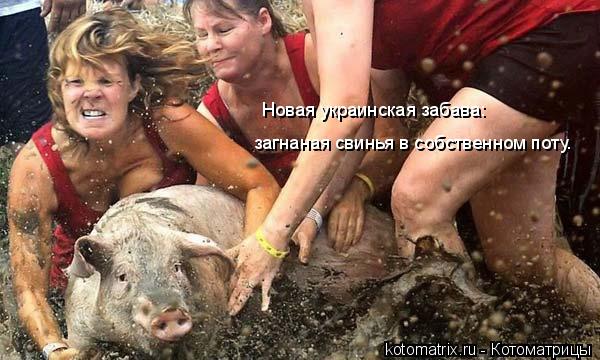 Новая украинская забава: загнаная свинья в собственном поту.... Котоматрица: Новая украинская забава: загнаная свинья в собственном поту.