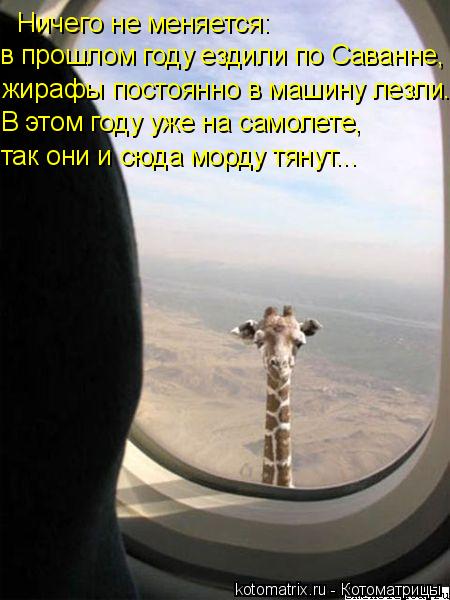 Ничего не меняется: жирафы постоянно в машину лезли. В этом году уже на самолете, так они и сюда морд... Котоматрица: Ничего не меняется: жирафы постоянно в машину лезли. В этом году уже на самолете, так они и сюда морду тянут... в прошлом году ездили по Саванн