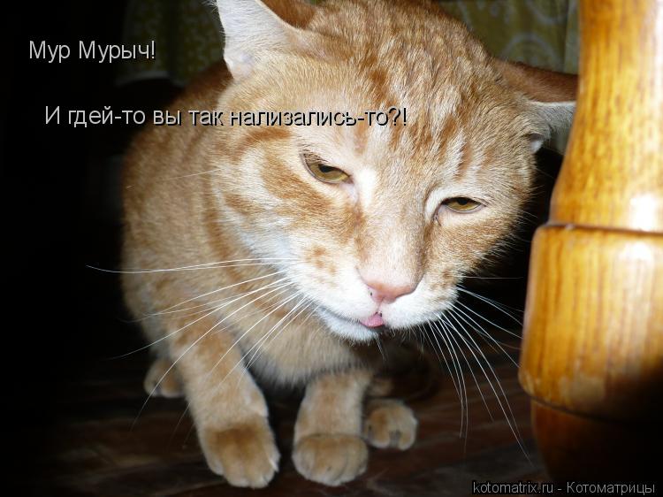 Мур Мурыч! И гдей-то вы так нализались-то?!... Котоматрица: Мур Мурыч! И гдей-то вы так нализались-то?!