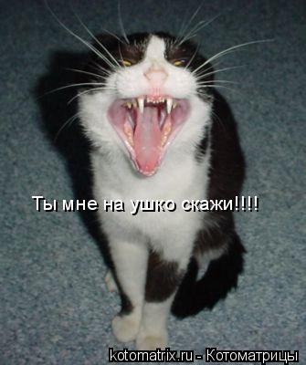 Ты мне на ушко скажи!!!!... Котоматрица: Ты мне на ушко скажи!!!!