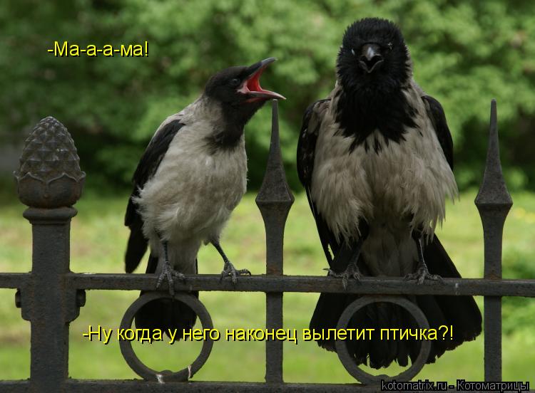 -Ма-а-а-ма! -Ну когда у него наконец вылетит птичка?!... Котоматрица: -Ма-а-а-ма! -Ну когда у него наконец вылетит птичка?!
