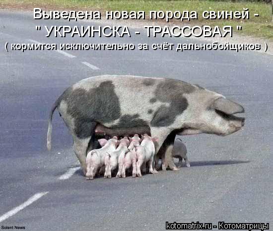 Выведена новая порода свиней - " УКРАИНСКА - ТРАССОВАЯ " ( кормится исключительно за счёт дальнобойщ... Котоматрица: Выведена новая порода свиней - " УКРАИНСКА - ТРАССОВАЯ " ( кормится исключительно за счёт дальнобойщиков )