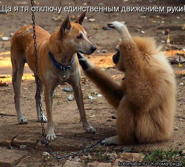 Ща я тя отключу единственным движением руки!... Котоматрица: Ща я тя отключу единственным движением руки!