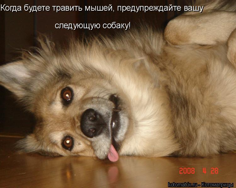 Когда будете травить мышей, предупреждайте вашу следующую собаку!... Котоматрица: Когда будете травить мышей, предупреждайте вашу следующую собаку!