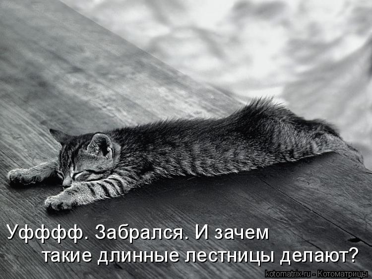Уфффф. Забрался. И зачем такие длинные лестницы делают?... Котоматрица: Уфффф. Забрался. И зачем такие длинные лестницы делают?