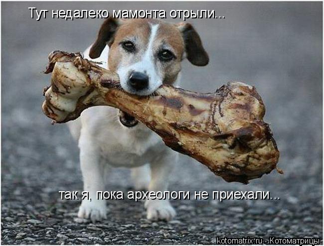 Котоматрица: Тут недалеко мамонта отрыли... Тут недалеко мамонта отрыли... так я, пока археологи не приехали...