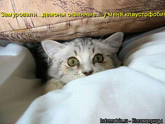 Котоматрица: Замуровали...демоны окаянные....у меня клаустофобия!