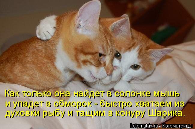 Как только она найдет в солонке мышь и упадет в обморок - быстро хватаем из духовки рыбу и тащим в ... Котоматрица: Как только она найдет в солонке мышь и упадет в обморок - быстро хватаем из духовки рыбу и тащим в конуру Шарика…
