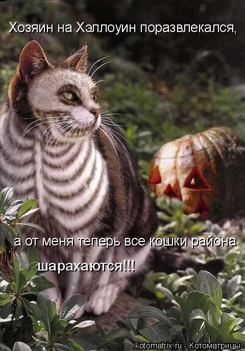 Котоматрица: Хозяин на Хэллоуин поразвлекался,  а от меня теперь все кошки района  шарахаются!!!